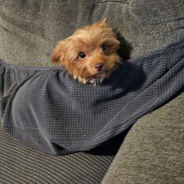 Apollo - Chocolate and tan male Yorkshire Terrier puppy in Hamilton, Ohio from Purebred Yorkies of Ohio