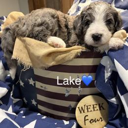 Lake - Merle male Bernedoodle puppy in Coopersburg, Pennsylvania from Deutsch Hund Haus