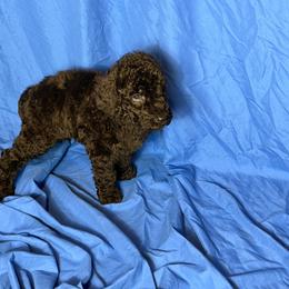 Viserys - Black male Poodle puppy in Atlanta, Georgia from Syren House Doodles & Poodles