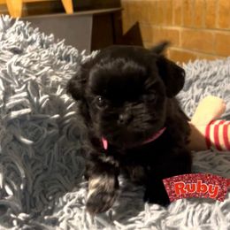 Ruby - Black and white female Shih Tzu puppy in Hull, Georgia from Precious to the world Shih Tzu’s