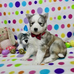 Ika - Gray and white female Siberian Husky puppy in Lunenburg, Vermont from SNOW WOOLY HUSKY
