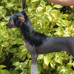 Chinese Cresteds from SoCal Chinese Crested