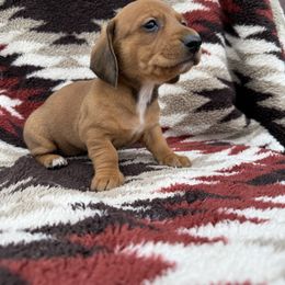 Girl Pink Collar - Red female Dachshund puppy in Warsaw, Ohio from Mohawk Creek Dachshunds