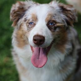 Crimson - Australian Shepherd