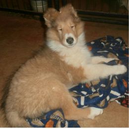 Collie Puppies from Bainwood Collies