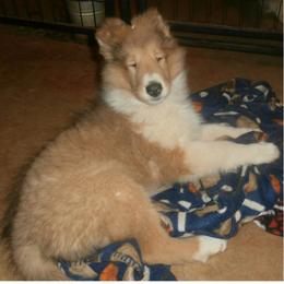 Collie Puppies from Bainwood Collies