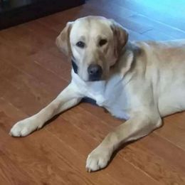 Peggy Sue - Labrador Retriever