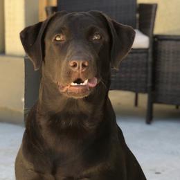 Labrador Retrievers from Nevada Labradors