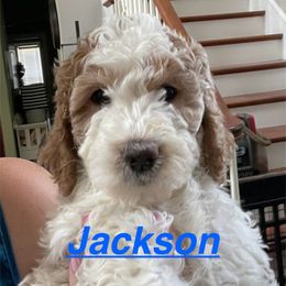 Jackson - Parti male Springerdoodle puppy in Murrells Inlet, South Carolina from SpringerDoodles at the Beach