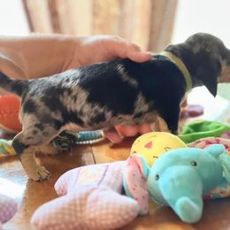 Dachshund Puppies from GypsyDox