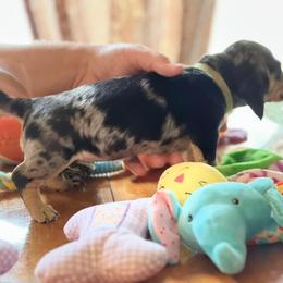 Dachshund Puppies from GypsyDox