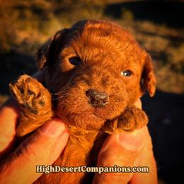 Mr. Teal - Red male Aussiedoodle puppy in Dolan Springs, Arizona from High Desert Companions