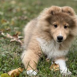 Dalmatian and Shetland Sheepdog Puppies from Karmayne Kennels