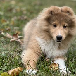Dalmatian and Shetland Sheepdog Puppies from Karmayne Kennels