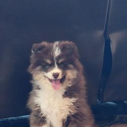 Frost reduced 1500 - Chocolate male Pomsky puppy in Gladstone, Virginia from Rustic Charms Miniature Huskys
