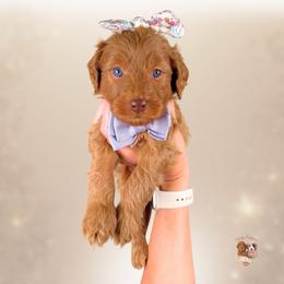 Everly - Red  female Goldendoodle puppy in Canton, Georgia from Teddy Puppies