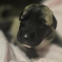 Anatolian Shepherd Dog Puppies from Florida Anatolian Shepherds