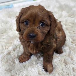 Kaio - Apricot male Cavapoo puppy in Bourne, Massachusetts from Shih Tzu Pups