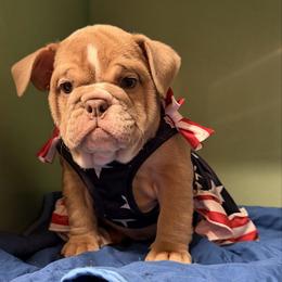 Sunbeam - Fawn and white female Bulldog puppy in Marysville, Washington from English Bulldogs WA