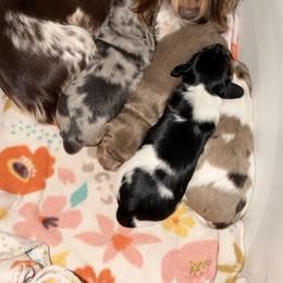 Black and Tan Piebald - Piebald male Dachshund puppy in Knoxville, Tennessee from Over The Moon Minis