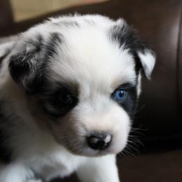 Everest - Blue merle female Australian Shepherd puppy in Sonoita, Arizona from Gardner Canyon Kennels