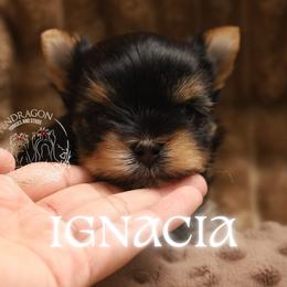 Ignacia - Black and tan female Yorkshire Terrier puppy in Red Boiling Springs, Tennessee from Pendragon Yorkies