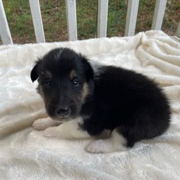 Nana - Black white and tan male Collie puppy in Bamberg, South Carolina from Shakhor Ohr Collies and Pomeranians