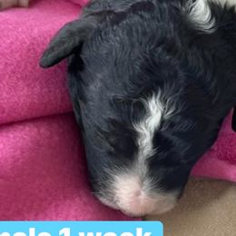Girl 1 - Bernedoodle puppy in Dripping Springs, Texas from Doodle Ranch