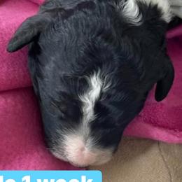 Girl 1 - Bernedoodle puppy in Dripping Springs, Texas from Doodle Ranch