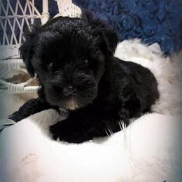 Miniature Schnauzer Puppies from Country Charm Mini Schnauzers