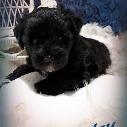 Miniature Schnauzer Puppies from Country Charm Mini Schnauzers