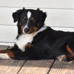 Harley - Miniature Australian Shepherd