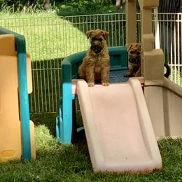 Soft Coated Wheaten Terrier Puppies from Karli Mueller