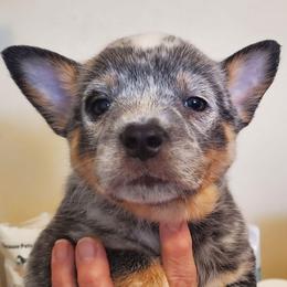 Eyeliner plain - Blue mottled female Australian Cattle Dog puppy in Lenoir, North Carolina from Blue Coyote Ranch