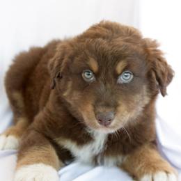 Murphy - Red tri-color male Australian Shepherd puppy in Richmond, Texas from Big Zen Aussies