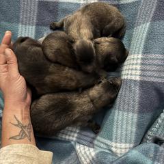 Mahogany Boy 2 - Mahogany and black male Belgian Tervuren puppy in Hastings, Minnesota from Century Hills Farm