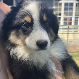 Boy 2 - male Miniature Australian Shepherd puppy in Oroville, California from Puppy Love Ranch Mini Aussies