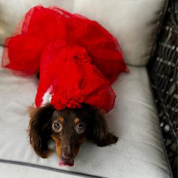 Reese - Dachshund