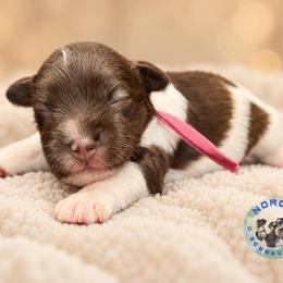 Millie - Parti female Miniature Schnauzer puppy in Magalia, California from NorCal Schnauzers