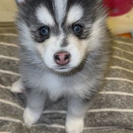 Pomsky Puppies from Lovely Pomsky