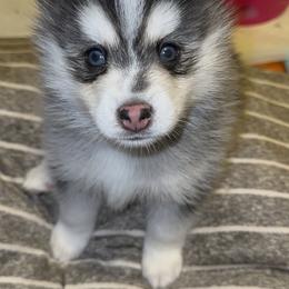 Pomsky Puppies from Lovely Pomsky