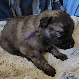 Amethyst - Gray sable female Shiloh Shepherd puppy in Loon Lake, Washington from SilverLiningShilohs