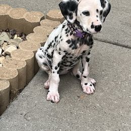 Dalmatian Puppies from Dalmatian Creation