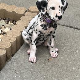 Dalmatian Puppies from Dalmatian Creation