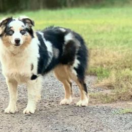 Miniature Australian Shepherds from C4 Australian Shepherds