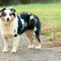 Miniature Australian Shepherds from C4 Australian Shepherds