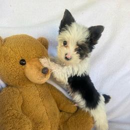 Moo Moo - Parti male Yorkshire Terrier puppy in Riverside, California from Empire Yorkies