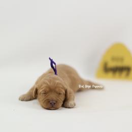 Queenie - Apricot female Cavapoo puppy in Republic, Missouri from Red Skye Puppies