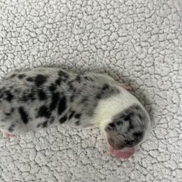 Clay - Blue merle and white male Cardigan Welsh Corgi puppy in Kerens, West Virginia from Leather & Lace