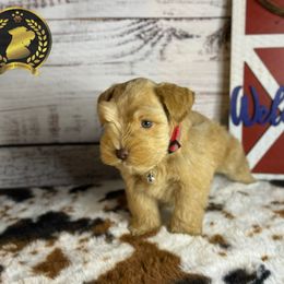 Miniature Schnauzer Puppies from Forever Schnauzers